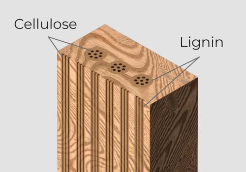 Wood Structure Cellulose Lignin