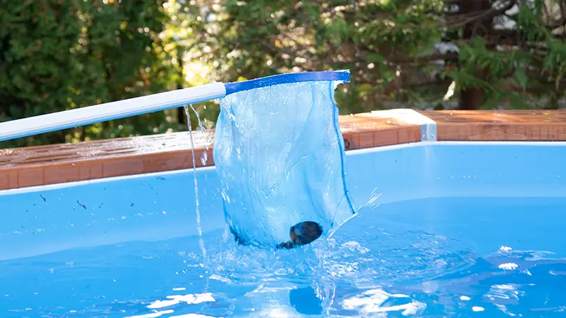 Handheld skimmer fishing out impurities from the wooden swimming pool.